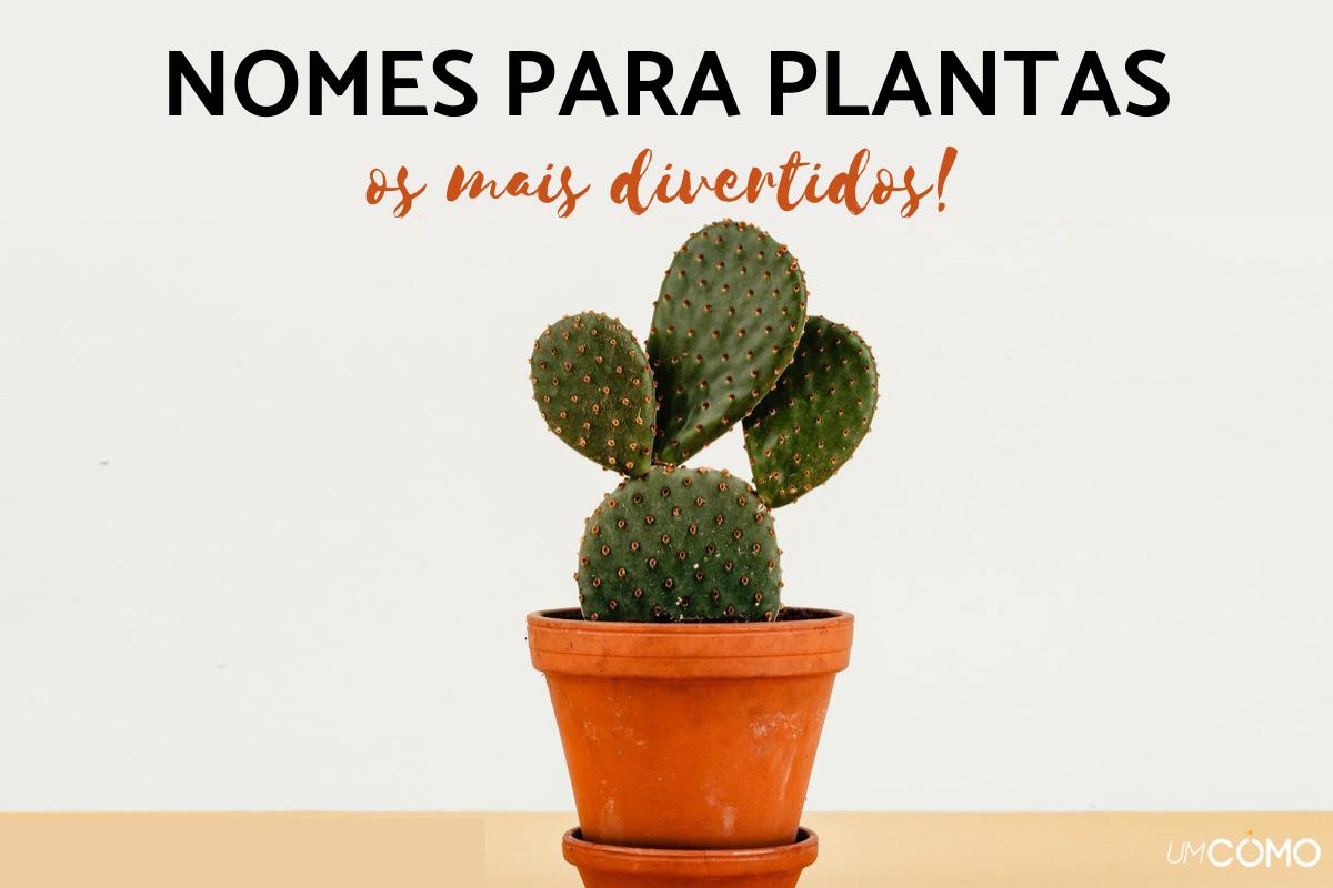 Nomes Para Plantas Divertidos E Originais