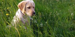 Como alimentar um filhote de labrador