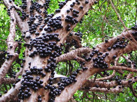 Como plantar Jabuticaba - A Jabuticaba