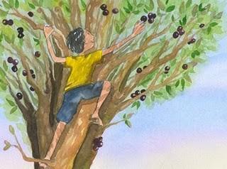 Como plantar Jabuticaba