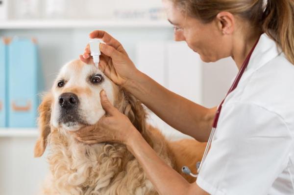 Como colocar gotas nos olhos do cachorro