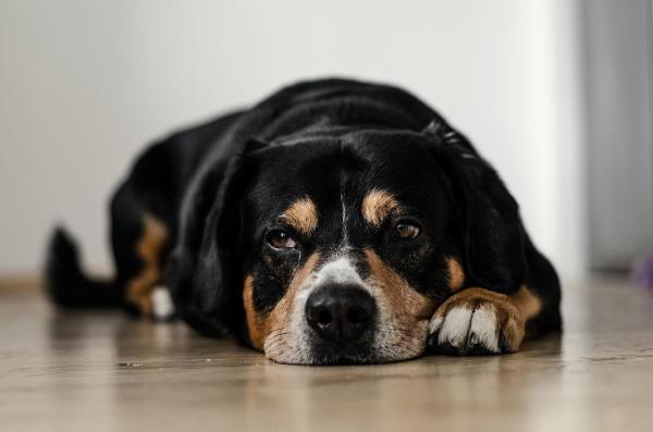 Como colocar gotas nos olhos do cachorro - Passo 3