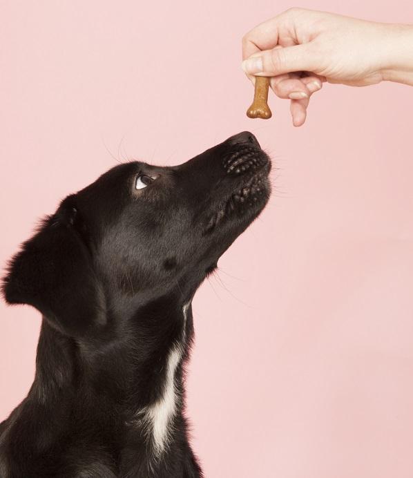 Como colocar gotas nos olhos do cachorro - Passo 6