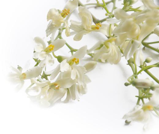 Como preparar chá de moringa - Chá das flores de moringa