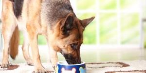 Como escolher a ração para um cão com displasia