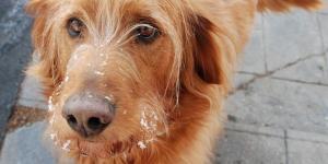 Quais são os alimentos tóxicos para os cães