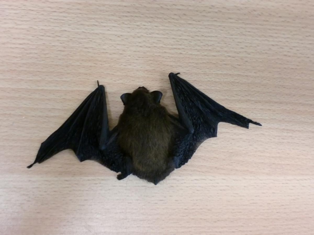 Como apanhar um morcego