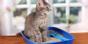 Como ensinar um gato a usar a caixa de areia