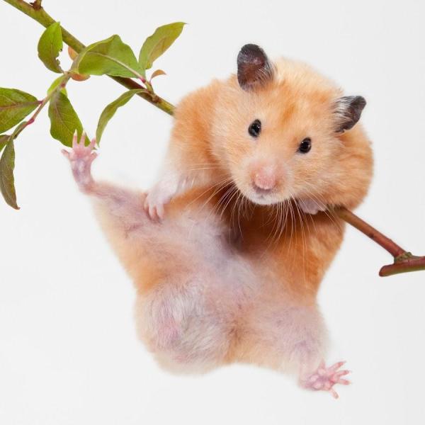 Como saber se minha hamster está grávida