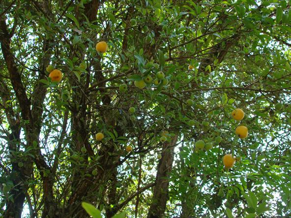 Como plantar Uvaia - Passo 5