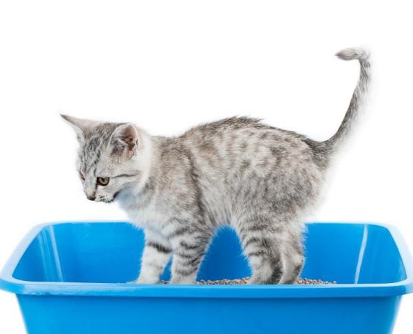Como educar um filhote de gato - Passo 1