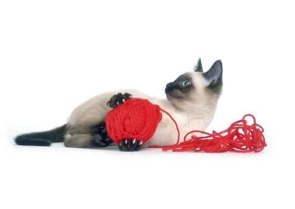 Como educar um filhote de gato - Passo 2