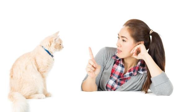 Como educar um filhote de gato - Passo 3