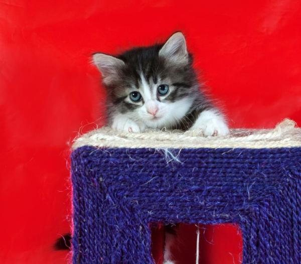 Como educar um filhote de gato - Passo 4