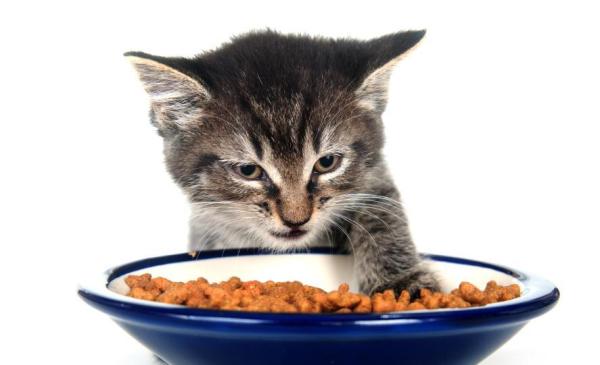 Como educar um filhote de gato - Passo 6