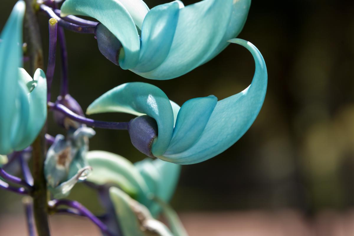 Como cultivar Flor de Jade - plantio, mudas e cuidados