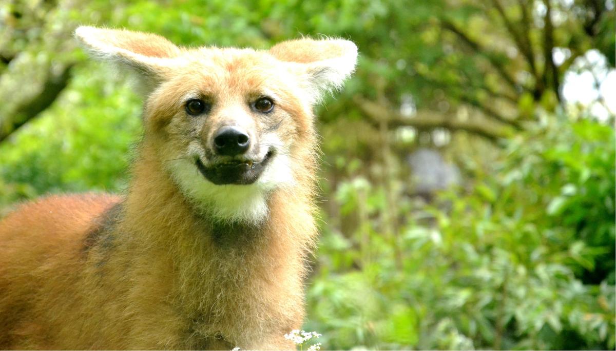 Curiosidades sobre o Lobo-guará