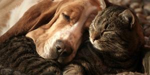 Quais são as diferenças entre castrar e esterilizar meu animal de estimação