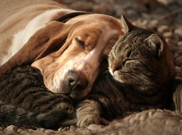 Quais são as diferenças entre castrar e esterilizar meu animal de estimação