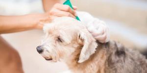 Como aplicar a pipeta para cães