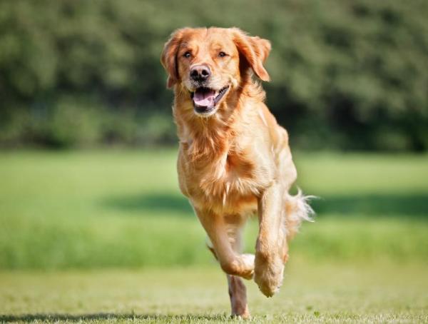 Como ensinar seu cachorro a vir quando chamado