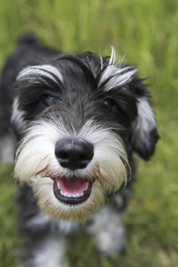 Como ensinar seu cachorro a vir quando chamado - Passo 1
