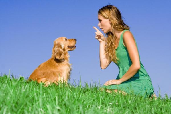 Como ensinar seu cachorro a vir quando chamado - Passo 3