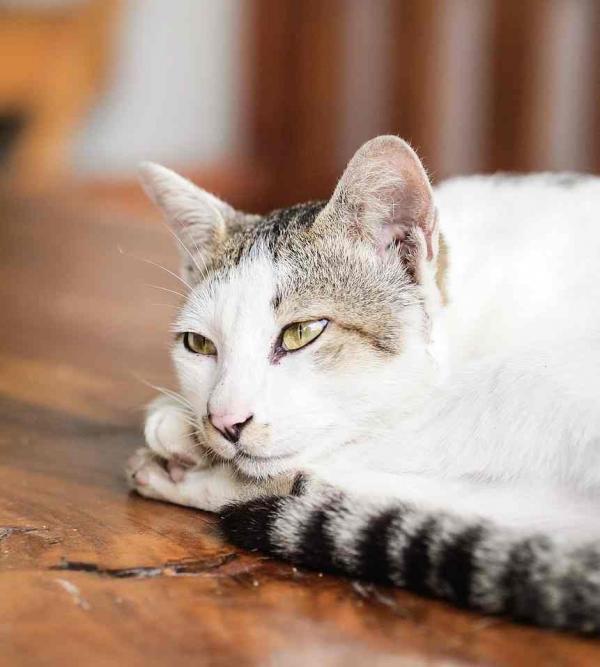 Como saber se o meu gato tem febre - Passo 2
