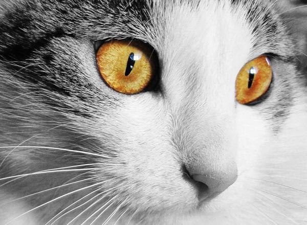 Como saber se o meu gato tem febre - Passo 4