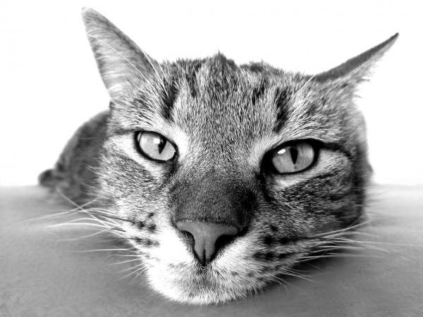 Como saber se o meu gato tem febre - Passo 8