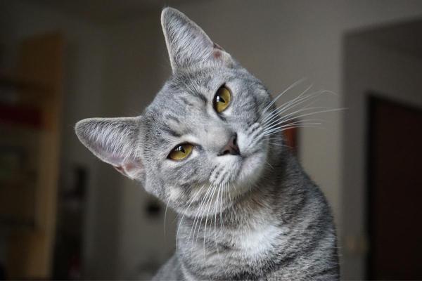 Quantos gatos existem no mundo? - Existem mais gatos ou cachorros no mundo?