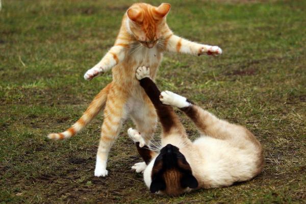 Quantos gatos existem no mundo? - Quantos gatos existem no mundo no total?