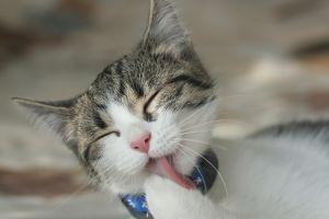 Como manter um gato limpo sem lhe dar banho