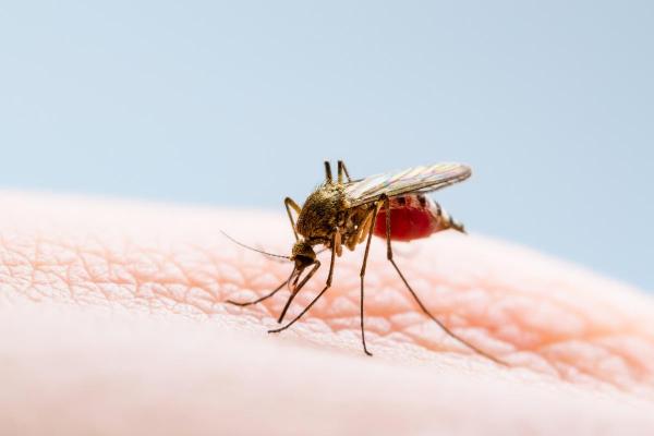 Por que algumas pessoas atraem mais mosquitos