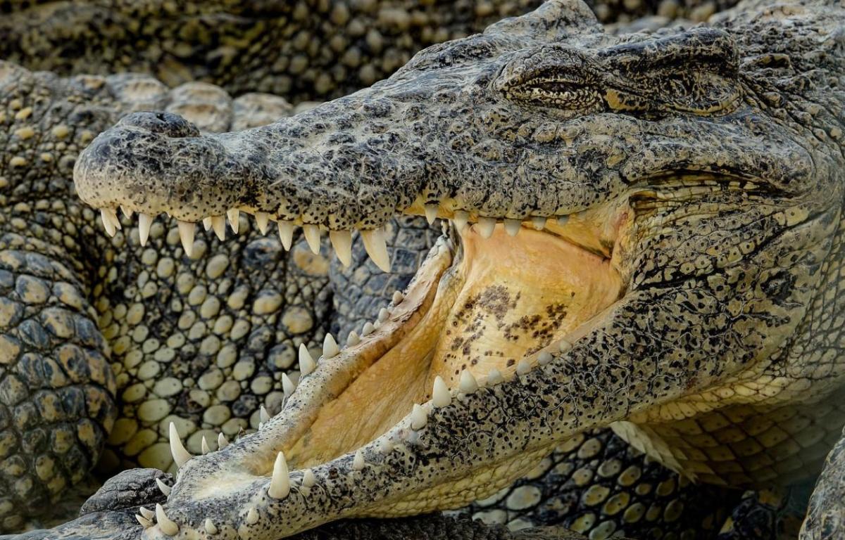 O que significa sonhar com crocodilo