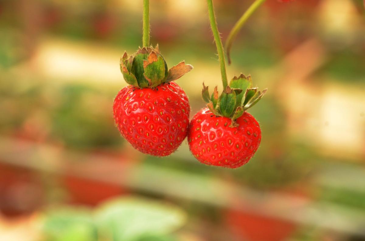 Alimentos ricos em fibra