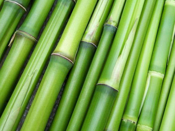 Caules comestíveis - Receitas com caules comestíveis -