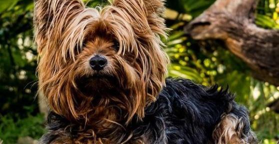 Como cortar o pelo de um yorkshire com tesoura