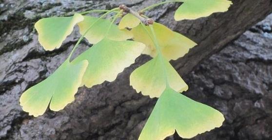 Contraindicações da ginkgo biloba