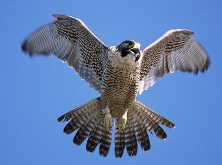 Quais são os animais que voam mais rápido do mundo - O animal que voa mais rápido no planeta