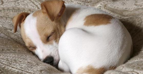Como fazer um filhote de cachorro dormir a noite toda