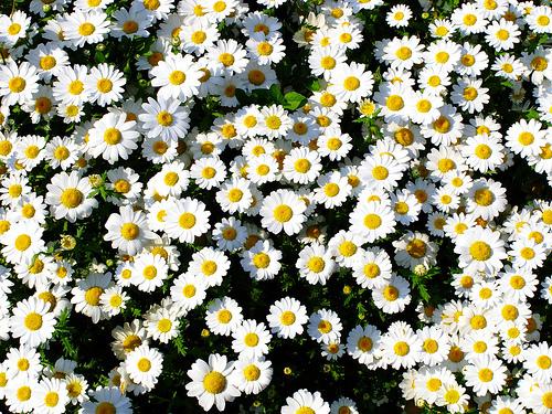 Como plantar mini-margaridas