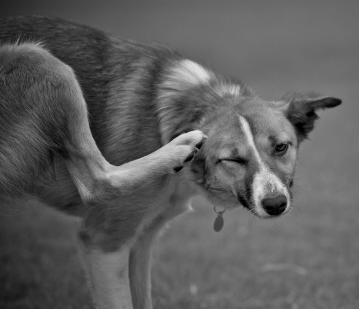 Como saber se o meu cachorro tem alergia a pulga