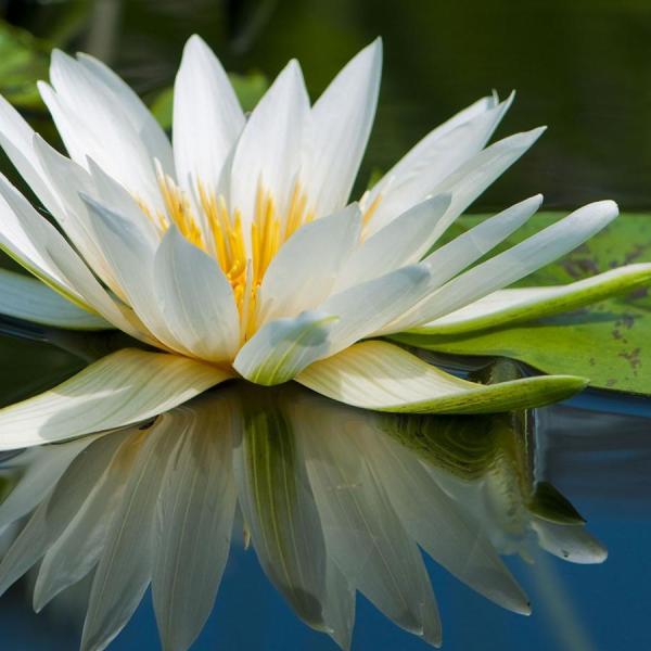 Qual é o significado da flor de lótus
