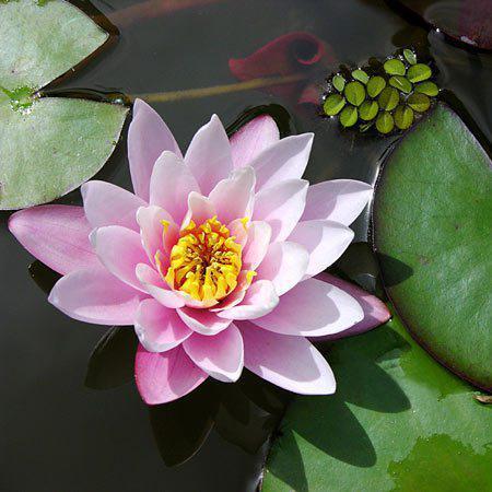 Qual é o significado da flor de lótus - Passo 1