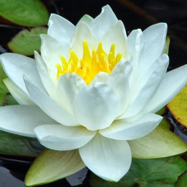 Qual é o significado da flor de lótus - Passo 2