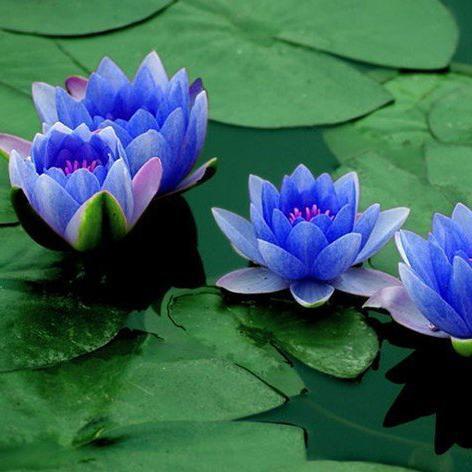 Qual é o significado da flor de lótus - Passo 3