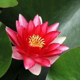 Qual é o significado da flor de lótus - Passo 4