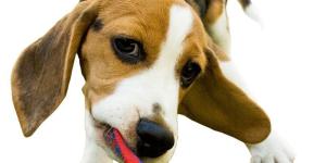 Como cuidar de um cachorro Beagle