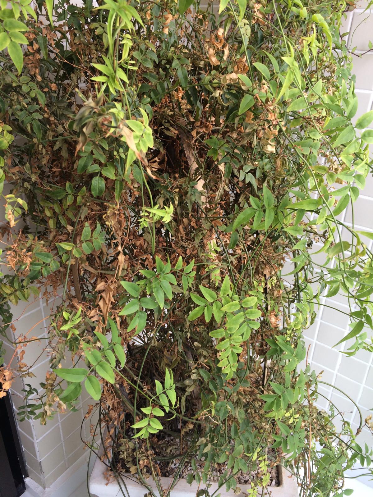 O que fazer se a Jasmim não floresce mais